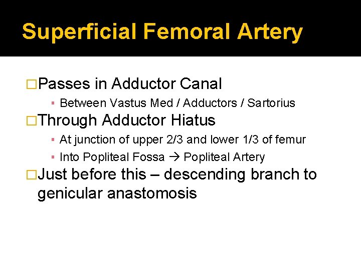 Superficial Femoral Artery �Passes in Adductor Canal ▪ Between Vastus Med / Adductors /