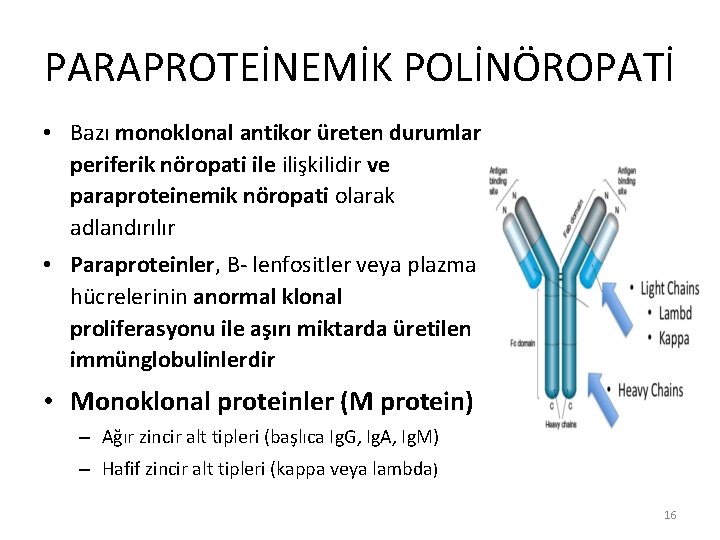 PARAPROTEİNEMİK POLİNÖROPATİ • Bazı monoklonal antikor üreten durumlar periferik nöropati ile ilişkilidir ve paraproteinemik