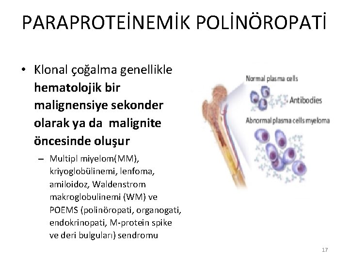 PARAPROTEİNEMİK POLİNÖROPATİ • Klonal çoğalma genellikle hematolojik bir malignensiye sekonder olarak ya da malignite