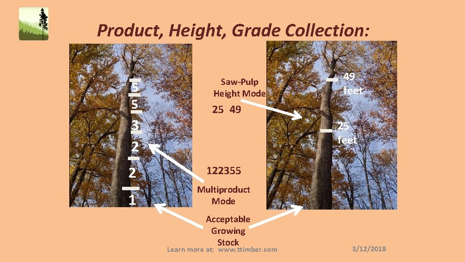 Product, Height, Grade Collection: 5 5 3 2 Saw-Pulp Height Mode 49 feet 25