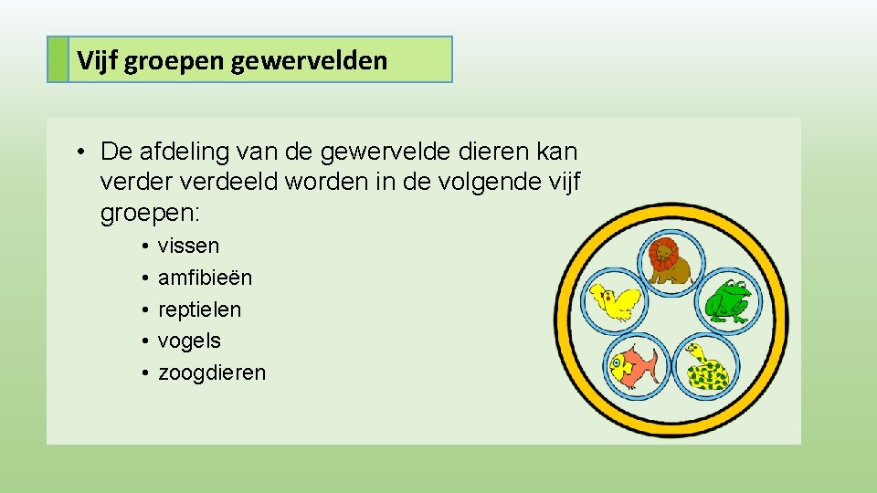 Vijf groepen gewervelden • De afdeling van de gewervelde dieren kan verder verdeeld worden