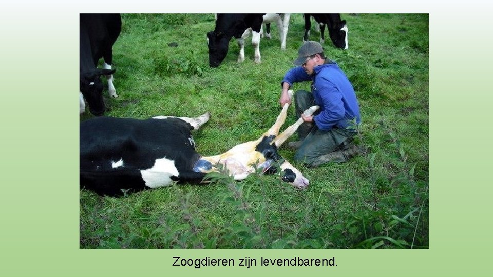 Zoogdieren zijn levendbarend. 