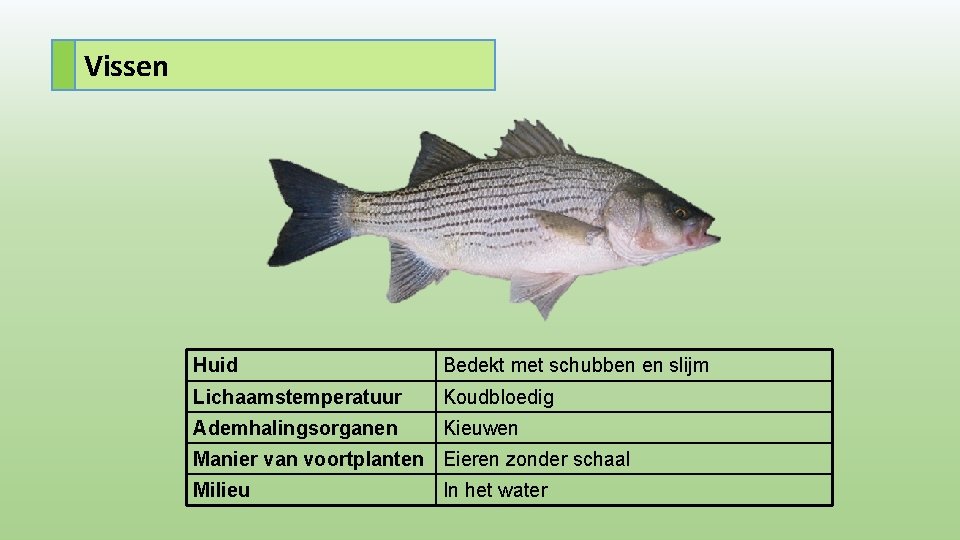 Vissen Huid Bedekt met schubben en slijm Lichaamstemperatuur Koudbloedig Ademhalingsorganen Kieuwen Manier van voortplanten