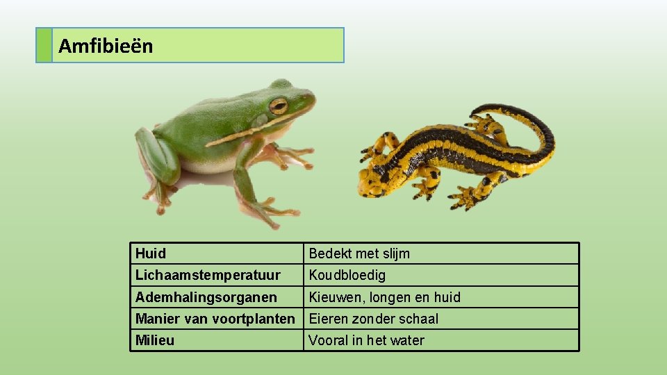 Amfibieën Huid Bedekt met slijm Lichaamstemperatuur Koudbloedig Ademhalingsorganen Kieuwen, longen en huid Manier van