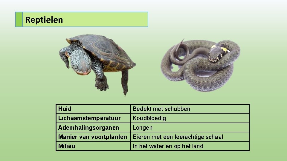 Reptielen Huid Bedekt met schubben Lichaamstemperatuur Koudbloedig Ademhalingsorganen Longen Manier van voortplanten Eieren met