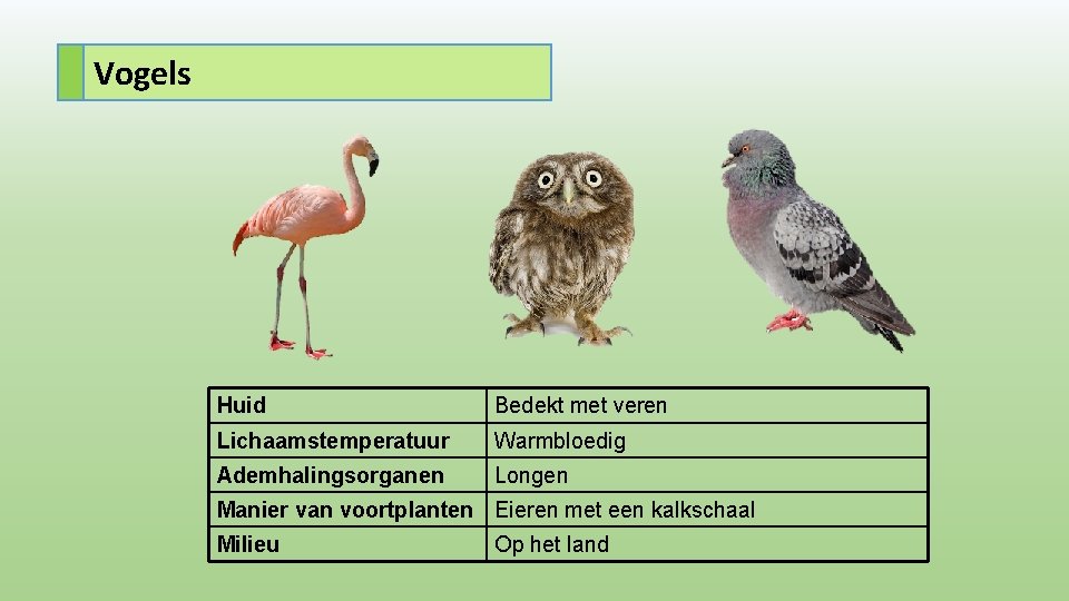 Vogels Huid Bedekt met veren Lichaamstemperatuur Warmbloedig Ademhalingsorganen Longen Manier van voortplanten Eieren met