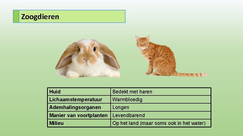 Zoogdieren Huid Bedekt met haren Lichaamstemperatuur Warmbloedig Ademhalingsorganen Longen Manier van voortplanten Levendbarend Milieu