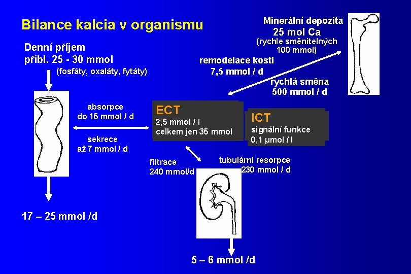 Minerální depozita Bilance kalcia v organismu (rychle směnitelných 100 mmol) Denní příjem přibl. 25