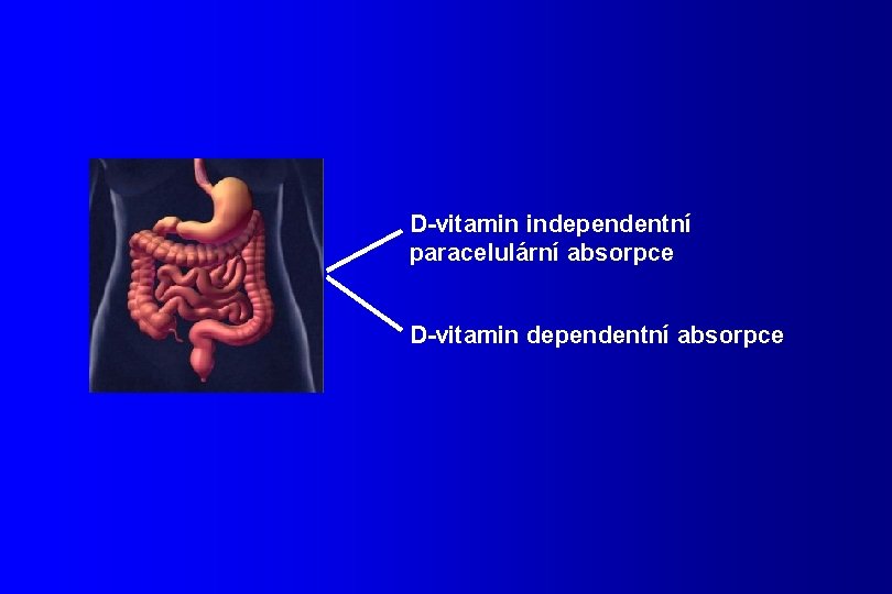 D-vitamin independentní paracelulární absorpce D-vitamin dependentní absorpce 