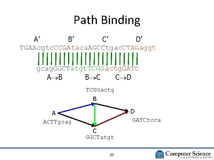 Path Binding A’ B’ C’ D’ TGAAcgtc. CCGAtaca. AGCCtgac. CTAGaggt gcag. GGCTatgt. TCGG actg. Path Binding A’ B’ C’ D’ TGAAcgtc. CCGAtaca. AGCCtgac. CTAGaggt gcag. GGCTatgt. TCGG actg.