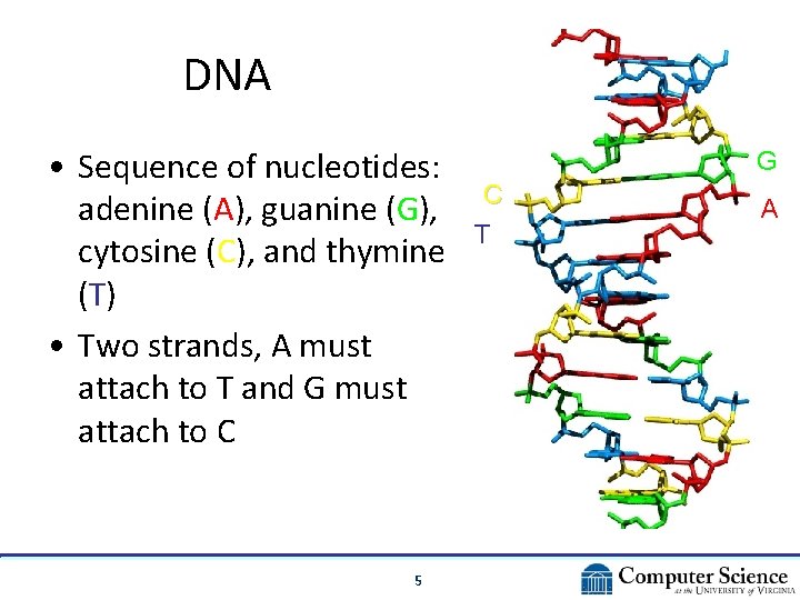 DNA • Sequence of nucleotides: adenine (A), guanine (G), cytosine (C), and thymine (T) DNA • Sequence of nucleotides: adenine (A), guanine (G), cytosine (C), and thymine (T)