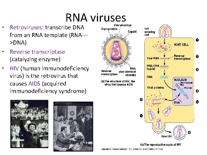 RNA viruses • Retroviruses: transcribe DNA from an RNA template (RNA-->DNA) • Reverse transcriptase