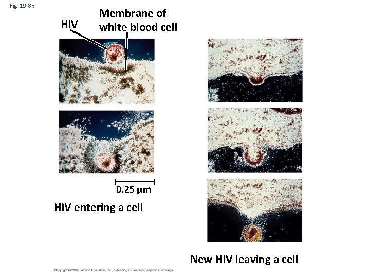 Fig. 19 -8 b HIV Membrane of white blood cell 0. 25 µm HIV