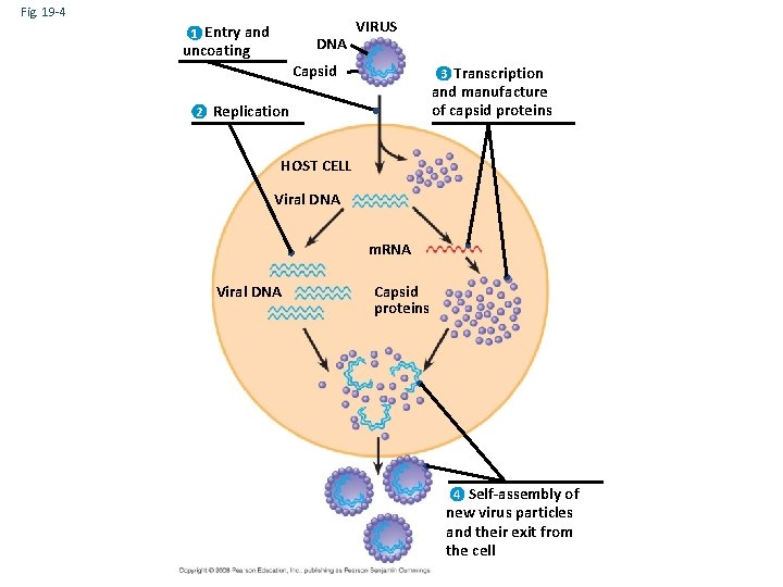 Fig. 19 -4 1 Entry and DNA uncoating VIRUS Capsid 3 Transcription and manufacture