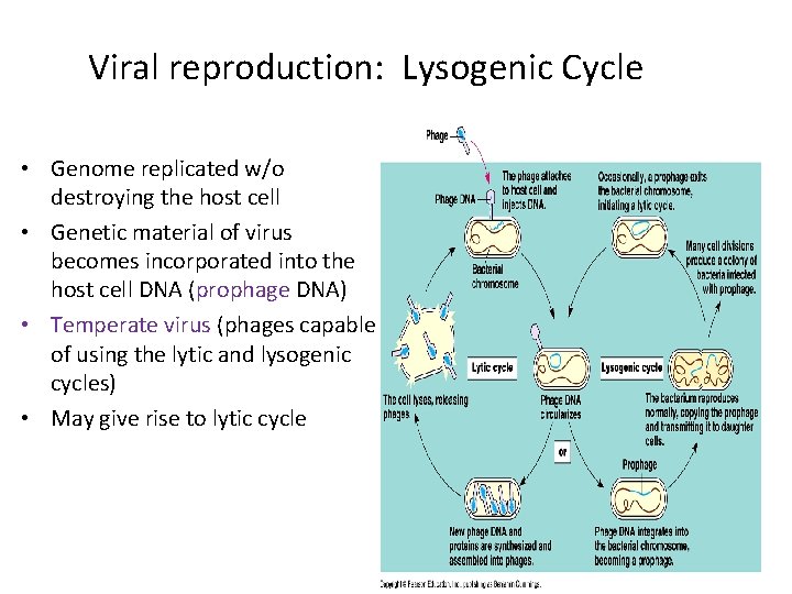 Viral reproduction: Lysogenic Cycle • Genome replicated w/o destroying the host cell • Genetic