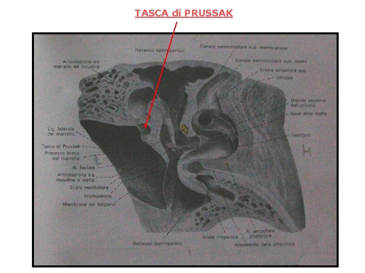 TASCA di PRUSSAK 