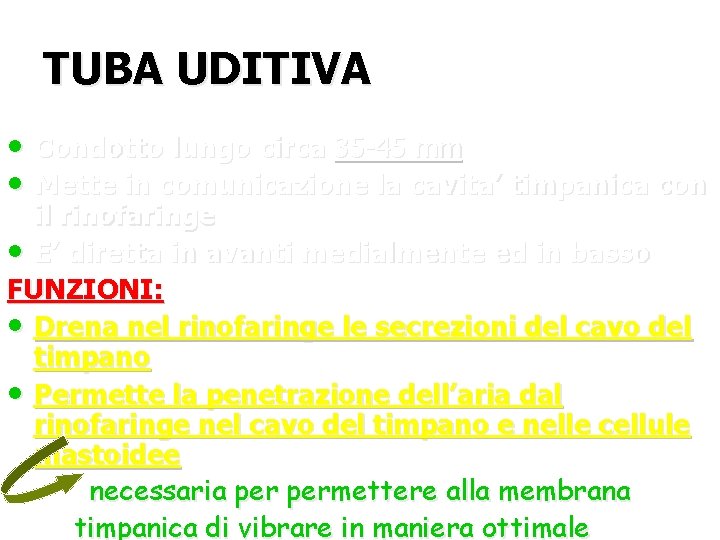 TUBA UDITIVA • Condotto lungo circa 35 -45 mm • Mette in comunicazione la