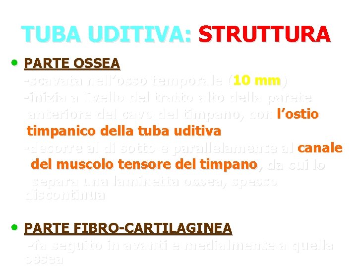 TUBA UDITIVA: STRUTTURA • PARTE OSSEA -scavata nell’osso temporale (10 mm) -inizia a livello