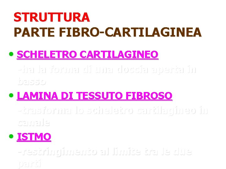 STRUTTURA PARTE FIBRO-CARTILAGINEA • SCHELETRO CARTILAGINEO -ha la forma di una doccia aperta in