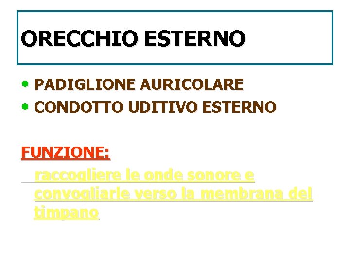 ORECCHIO ESTERNO • PADIGLIONE AURICOLARE • CONDOTTO UDITIVO ESTERNO FUNZIONE: raccogliere le onde sonore