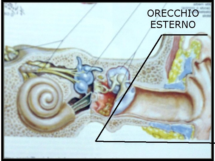 ORECCHIO ESTERNO 