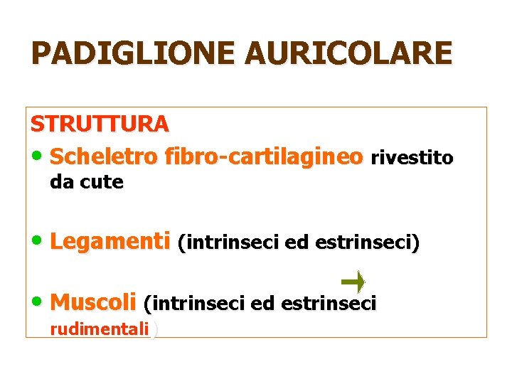 PADIGLIONE AURICOLARE STRUTTURA • Scheletro fibro-cartilagineo rivestito da cute • Legamenti (intrinseci ed estrinseci)