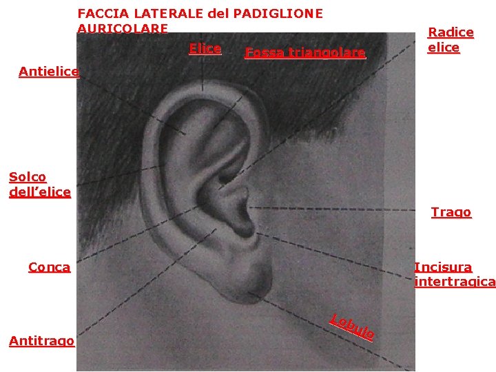 FACCIA LATERALE del PADIGLIONE AURICOLARE Elice Fossa triangolare Radice elice Antielice Solco dell’elice Trago