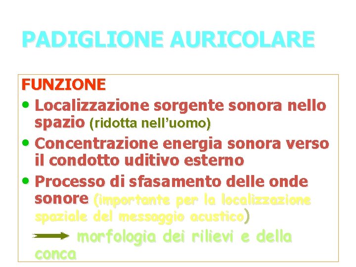 PADIGLIONE AURICOLARE FUNZIONE • Localizzazione sorgente sonora nello spazio (ridotta nell’uomo) • Concentrazione energia