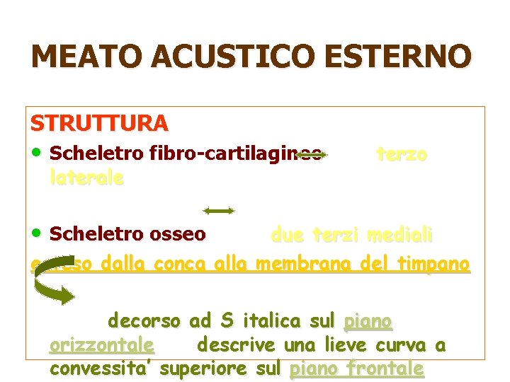 MEATO ACUSTICO ESTERNO STRUTTURA • Scheletro fibro-cartilagineo laterale terzo • Scheletro osseo due terzi