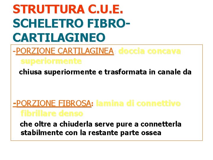 STRUTTURA C. U. E. SCHELETRO FIBROCARTILAGINEO -PORZIONE CARTILAGINEA: doccia concava superiormente chiusa superiormente e