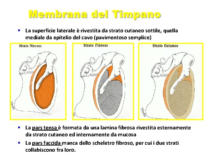 Membrana del Timpano § La superficie laterale è rivestita da strato cutaneo sottile, quella