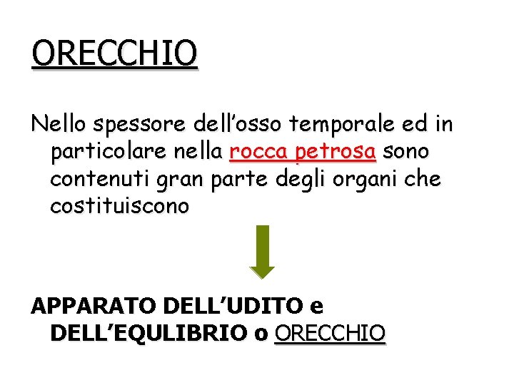 ORECCHIO Nello spessore dell’osso temporale ed in particolare nella rocca petrosa sono contenuti gran