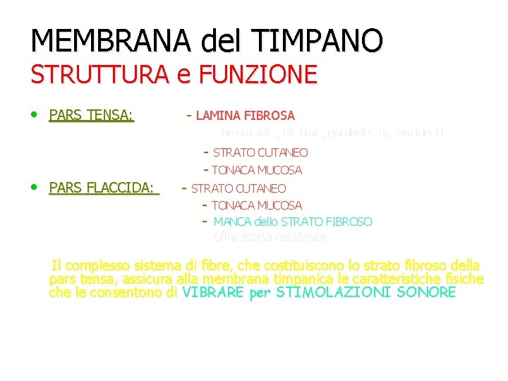 MEMBRANA del TIMPANO STRUTTURA e FUNZIONE • PARS TENSA: - LAMINA FIBROSA fibre radiate,