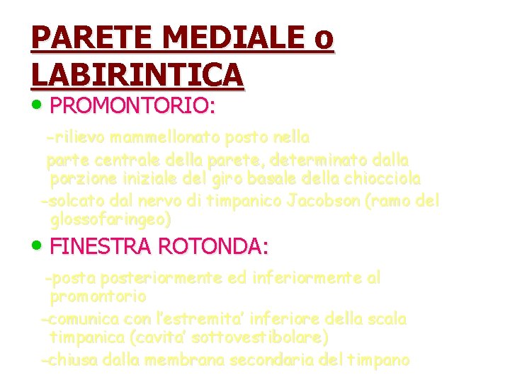 PARETE MEDIALE o LABIRINTICA • PROMONTORIO: -rilievo mammellonato posto nella parte centrale della parete,