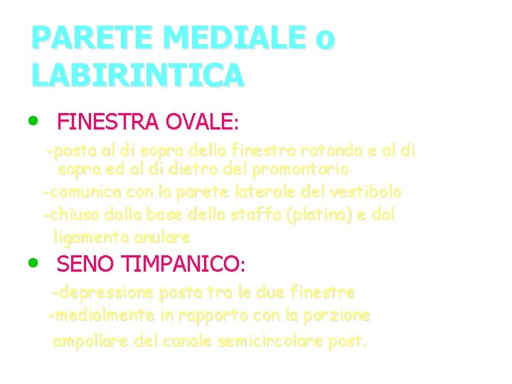 PARETE MEDIALE o LABIRINTICA • FINESTRA OVALE: -posta al di sopra della finestra rotonda