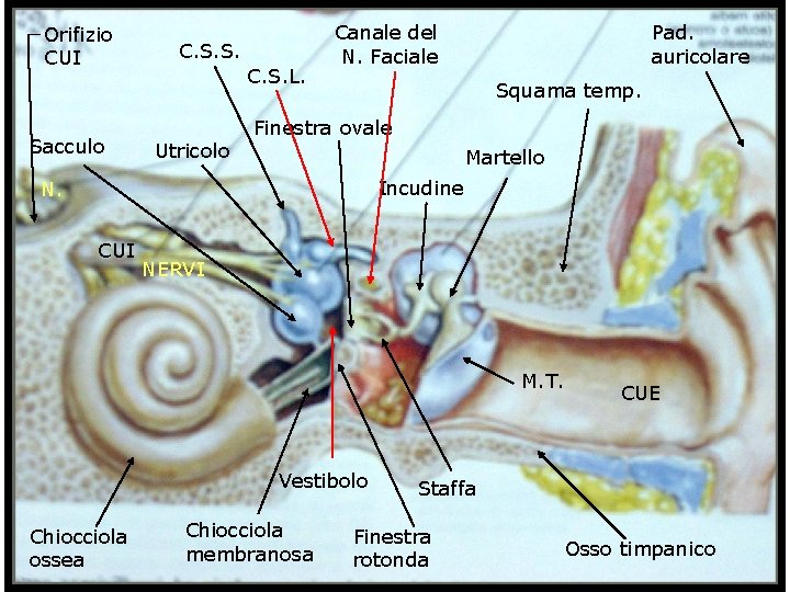 Orifizio CUI Sacculo C. S. S. C. S. L. Utricolo Canale del N. Faciale