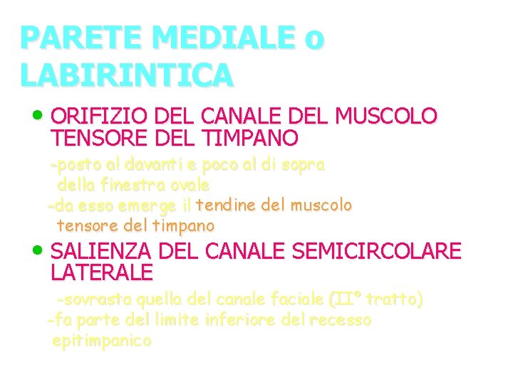 PARETE MEDIALE o LABIRINTICA • ORIFIZIO DEL CANALE DEL MUSCOLO TENSORE DEL TIMPANO -posto