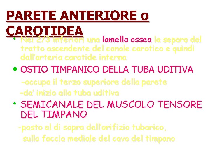 PARETE ANTERIORE o CAROTIDEA • Nei 2/3 inferiori una lamella ossea la separa dal