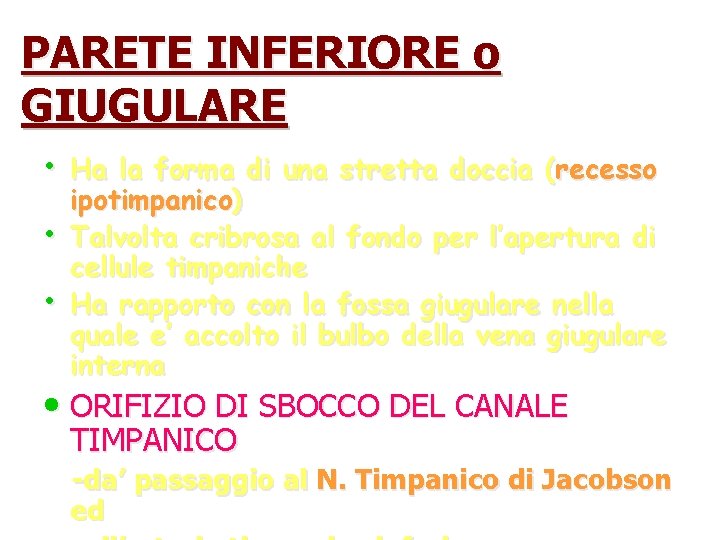PARETE INFERIORE o GIUGULARE • Ha la forma di una stretta doccia (recesso •