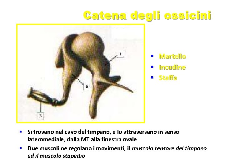 Catena degli ossicini § Martello § Incudine § Staffa § Si trovano nel cavo