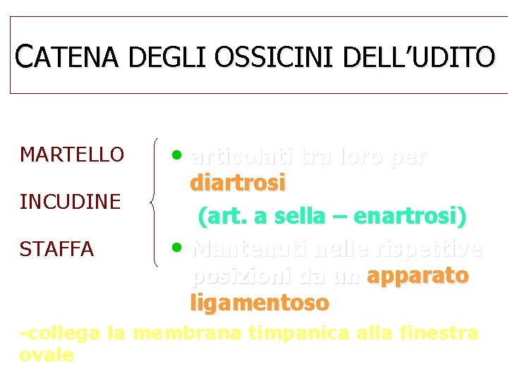 CATENA DEGLI OSSICINI DELL’UDITO MARTELLO INCUDINE STAFFA • articolati tra loro per diartrosi (art.