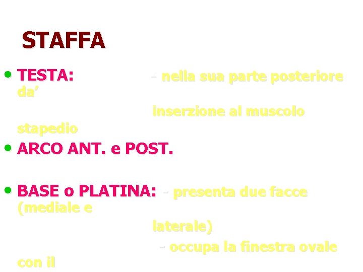 STAFFA • TESTA: da’ stapedio - nella sua parte posteriore inserzione al muscolo •