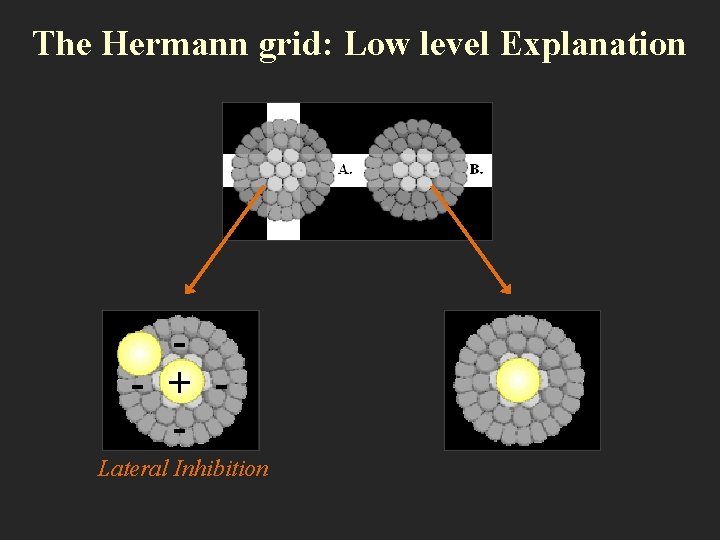 The Hermann grid: Low level Explanation - + Lateral Inhibition 