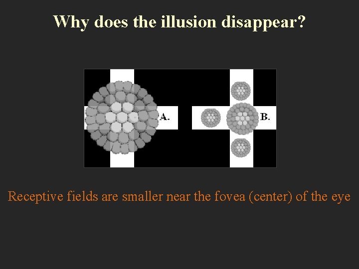 Why does the illusion disappear? Receptive fields are smaller near the fovea (center) of