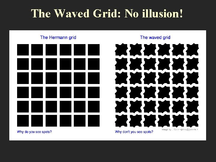 The Waved Grid: No illusion! 