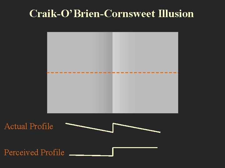 Craik-O’Brien-Cornsweet Illusion Actual Profile Perceived Profile 