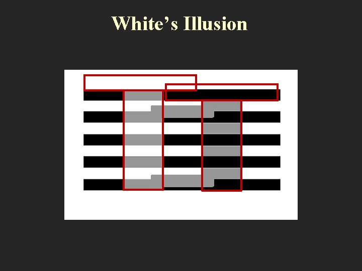 White’s Illusion 