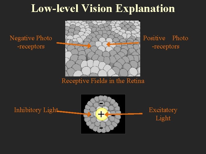 Low-level Vision Explanation Negative Photo -receptors Positive Photo -receptors Receptive Fields in the Retina
