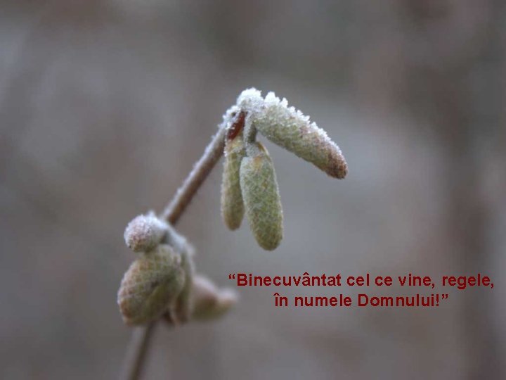 “Binecuvântat cel ce vine, regele, în numele Domnului!” 