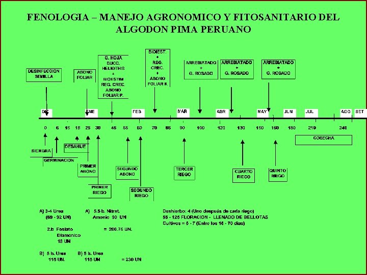 FENOLOGIA – MANEJO AGRONOMICO Y FITOSANITARIO DEL ALGODON PIMA PERUANO 